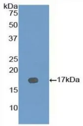 Mouse BMP7 protein, His tag (active). GTX00296-pro