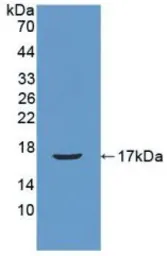 Mouse Reg3B protein, His tag (active). GTX00307-pro