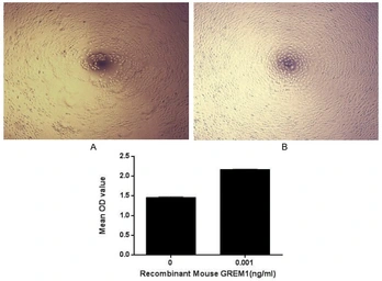 Mouse Gremlin 1 protein, His tag (active). GTX00318-pro