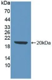 Mouse SCF protein, His tag (active). GTX00323-pro