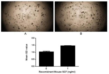 Mouse SCF protein, His tag (active). GTX00323-pro