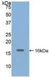 Mouse IGF1 protein, His tag (active). GTX00333-pro