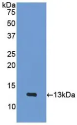 Mouse PF4 protein, His tag (active). GTX00334-pro