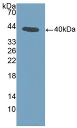Mouse Annexin A1 protein, His tag. GTX00335-pro