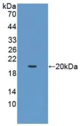 Pig SCF protein, His tag (active). GTX00337-pro