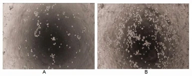 Pig SCF protein, His tag (active). GTX00337-pro