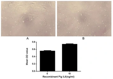 Pig IL6 protein, His tag (active). GTX00338-pro