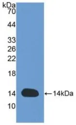 Rabbit CXCL8 / IL8 protein, His tag (active). GTX00339-pro