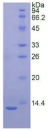 Rabbit CXCL8 / IL8 protein, His tag (active). GTX00339-pro