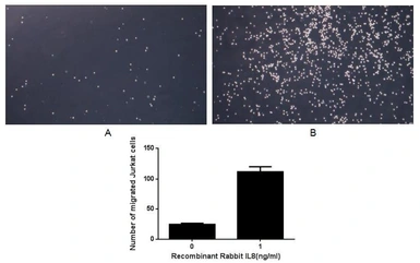 Rabbit CXCL8 / IL8 protein, His tag (active). GTX00339-pro