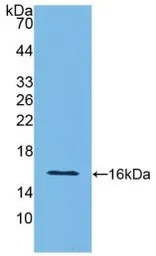 Rat Interferon gamma protein, His tag (active). GTX00340-pro
