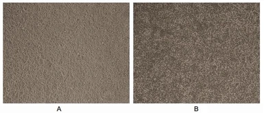 Rat Interferon gamma protein, His tag (active). GTX00340-pro