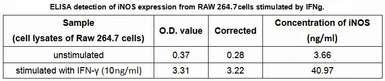 Rat Interferon gamma protein, His tag (active). GTX00340-pro