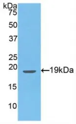 Rat Endothelin 1 protein, His tag (active). GTX00345-pro