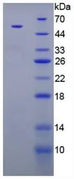Rat Parathyroid Hormone protein, His and MBP tag (active). GTX00348-pro