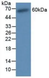 Rat Osteopontin protein, His tag (active). GTX00349-pro
