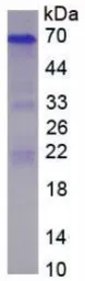 Rat Osteopontin protein, His tag (active). GTX00349-pro
