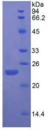Rat FGF13 protein, His tag (active). GTX00350-pro