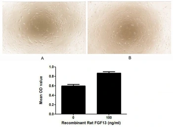 Rat FGF13 protein, His tag (active). GTX00350-pro
