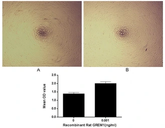 Rat Gremlin 1 protein, His tag (active). GTX00362-pro