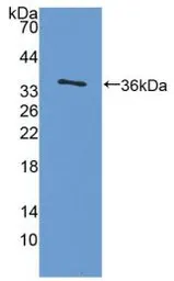 Rat IL4 protein, His and GST tag. GTX00366-pro