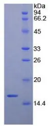Rat BDNF protein, His tag. GTX00367-pro