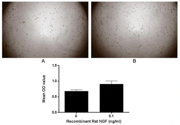 Rat NGF protein, His tag (active). GTX00371-pro