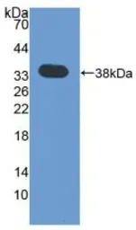 Rat EGF protein, His and GST tag (active). GTX00373-pro