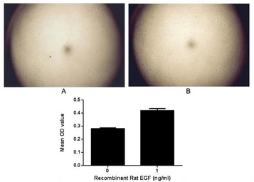 Rat EGF protein, His and GST tag (active). GTX00373-pro