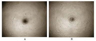 Human Neuregulin-1 protein, His tag (active). GTX00417-pro