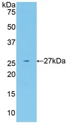 Human Neuregulin-1 protein, His tag (active). GTX00417-pro