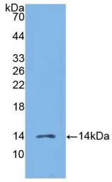 Human MIP3 beta protein, His tag (active). GTX00424-pro