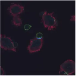 Anti-CD3 zeta (phospho Tyr72) antibody [EM-26] used in Immunocytochemistry/ Immunofluorescence (ICC/IF). GTX00521