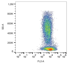 Anti-CXCR4 antibody [12G5] (PE) used in Flow cytometry (FCM). GTX00549-08