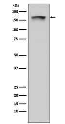 Anti-PELP1 antibody [COD-16] used in Western Blot (WB). GTX00668