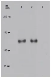 Anti-Rb (phospho Thr821) antibody [24A7] used in Western Blot (WB). GTX00682