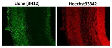 Anti-SUMO2 + SUMO3 antibody [3H12] used in IHC (Frozen sections) (IHC-Fr). GTX00699