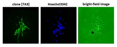 Anti-Nestin antibody [7A3] used in Immunocytochemistry/ Immunofluorescence (ICC/IF). GTX00706