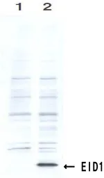 Anti-EID1 antibody [26] used in Western Blot (WB). GTX00710