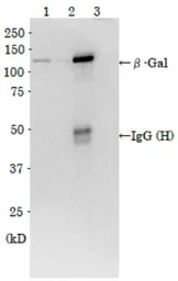 Anti-beta Galactosidase antibody used in Immunoprecipitation (IP). GTX00718