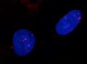 Anti-Rad51 antibody used in Immunocytochemistry/ Immunofluorescence (ICC/IF). GTX00719