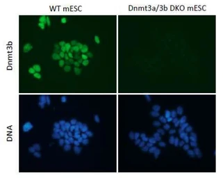 Anti-DNMT3B antibody used in Immunocytochemistry/ Immunofluorescence (ICC/IF). GTX00735