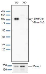 Anti-DNMT3B antibody used in Western Blot (WB). GTX00735