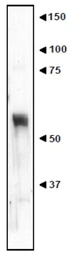 Anti-NUCB2 antibody used in Western Blot (WB). GTX00739