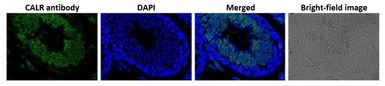 Anti-Calreticulin antibody used in IHC (Paraffin sections) (IHC-P). GTX00740