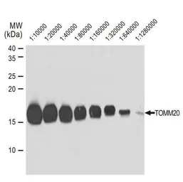 Anti-TOMM20 antibody [GT1136] used in Western Blot (WB). GTX00773