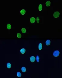 Anti-Lamin A + C antibody [GT1137] used in Immunocytochemistry/ Immunofluorescence (ICC/IF). GTX00774