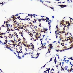 Anti-Lamin A + C antibody [GT1137] used in IHC (Paraffin sections) (IHC-P). GTX00774