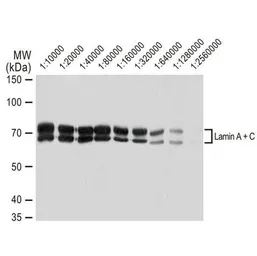 Anti-Lamin A + C antibody [GT1137] used in Western Blot (WB). GTX00774