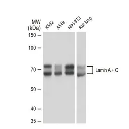 Anti-Lamin A + C antibody [GT1137] used in Western Blot (WB). GTX00774